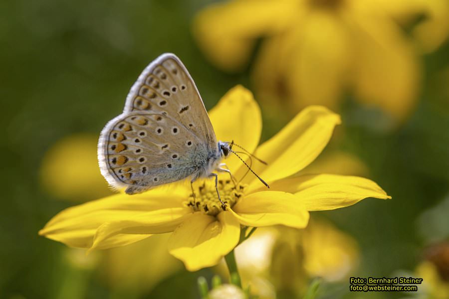 Rosarium im Doblhoffpark Baden, Juli 2023