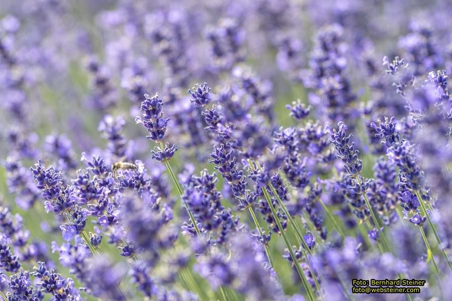 Rosarium im Doblhoffpark Baden, Juli 2023