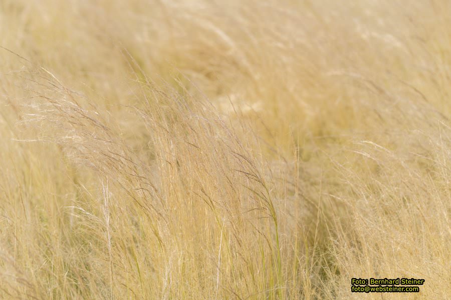 Rosarium im Doblhoffpark Baden, Juli 2023