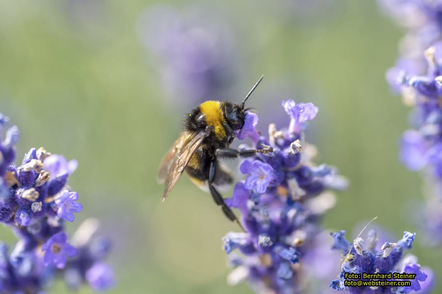 Rosarium im Doblhoffpark Baden, Juli 2023