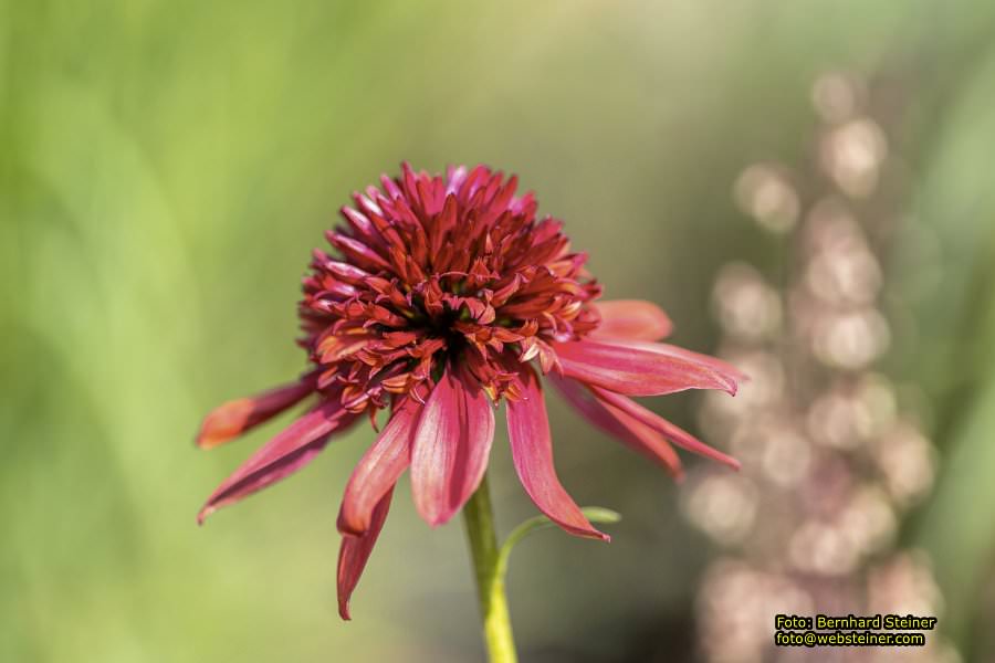 Rosarium im Doblhoffpark Baden, Juli 2023
