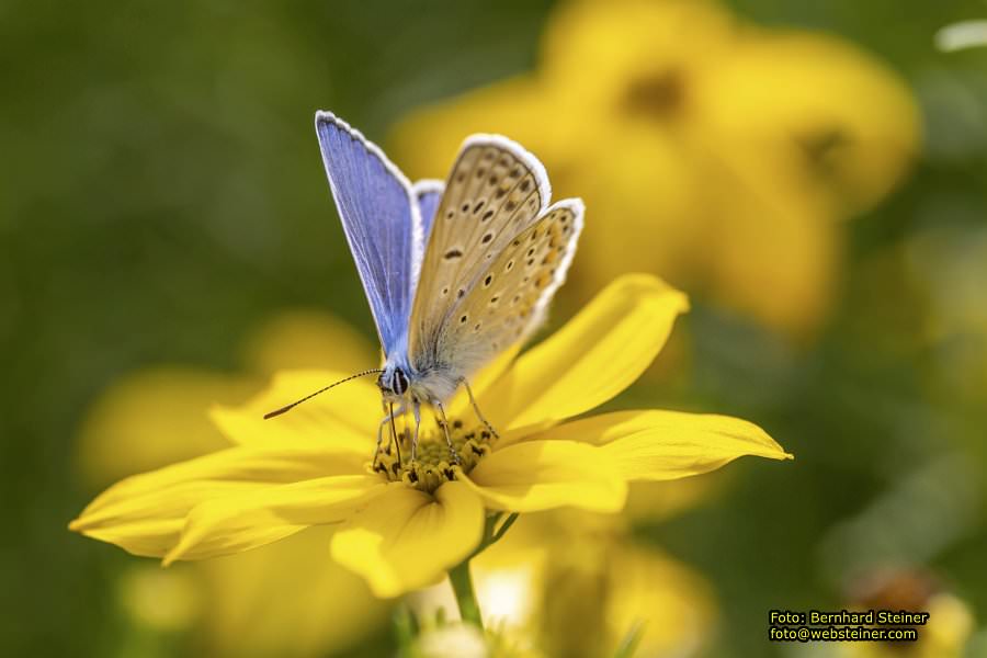 Rosarium im Doblhoffpark Baden, Juli 2023