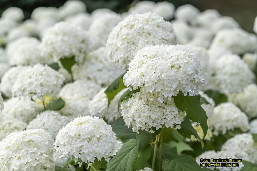 Rosarium im Doblhoffpark Baden, Juli 2023