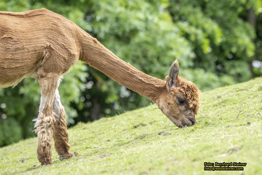 Natur- und Erlebnispark Buchenberg, Mai 2023