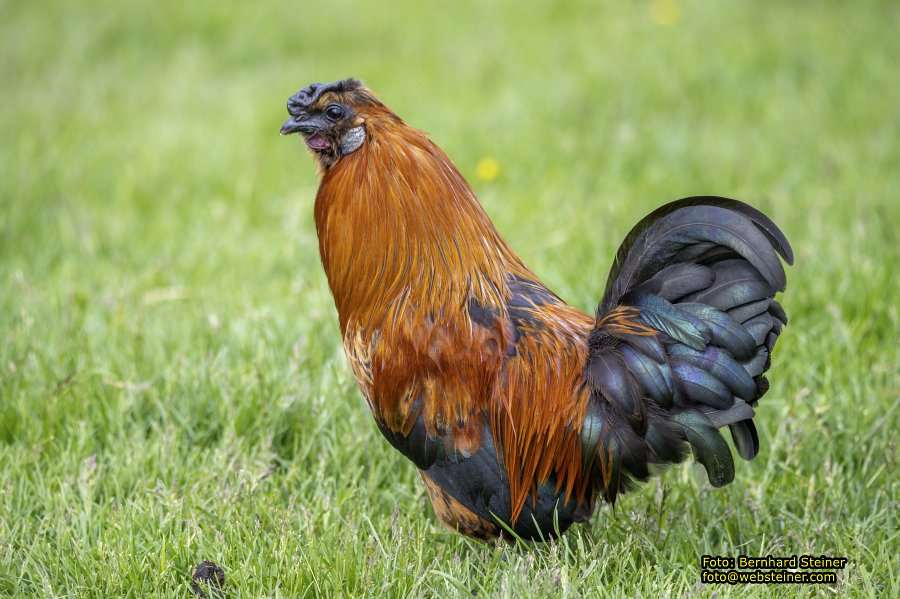 Natur- und Erlebnispark Buchenberg, Mai 2023