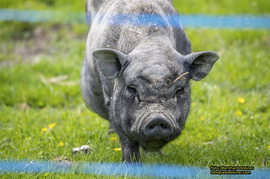 Natur- und Erlebnispark Buchenberg, Mai 2023