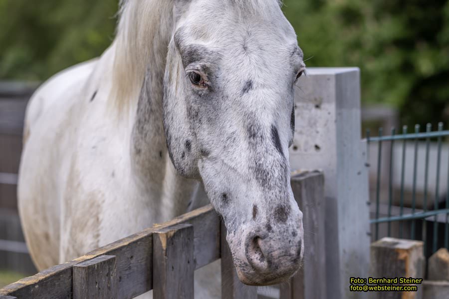 Natur- und Erlebnispark Buchenberg, Mai 2023