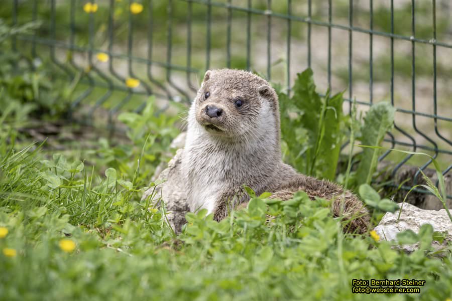 Natur- und Erlebnispark Buchenberg, Mai 2023