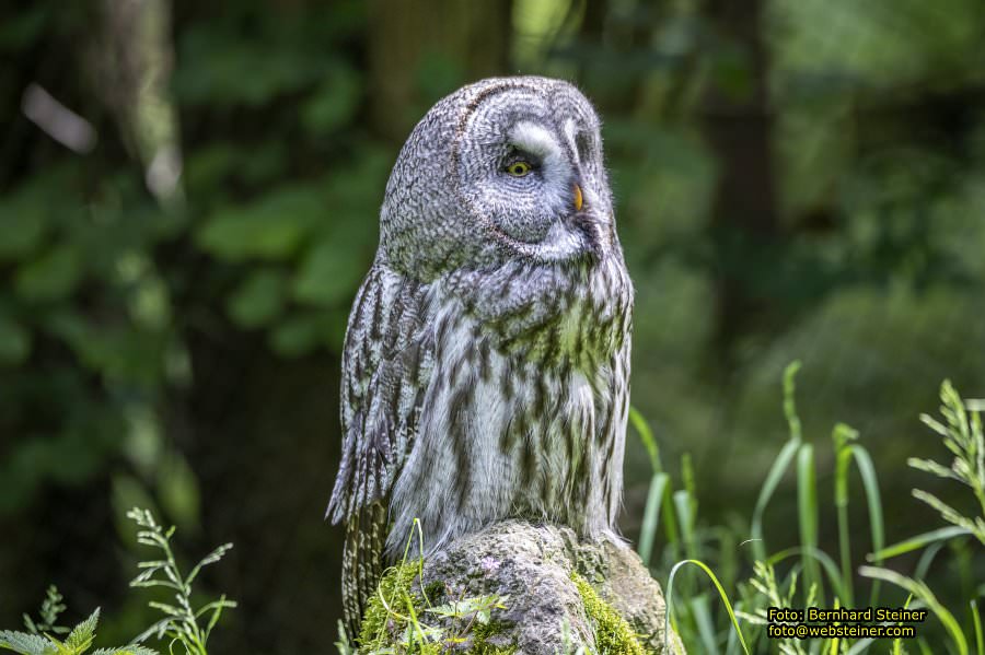 Natur- und Erlebnispark Buchenberg, Mai 2023