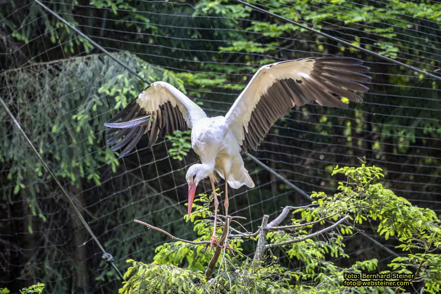Natur- und Erlebnispark Buchenberg, Mai 2023