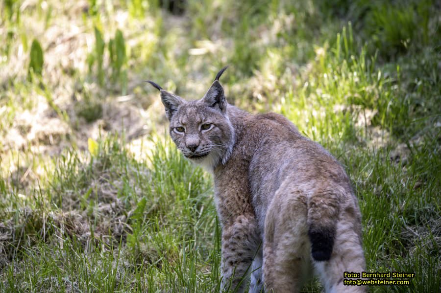 Natur- und Erlebnispark Buchenberg, Mai 2023