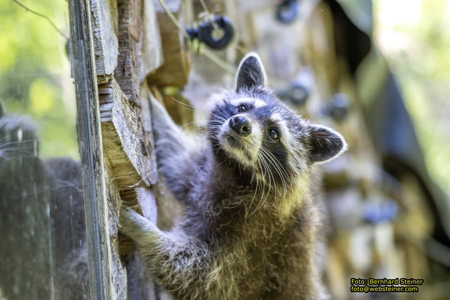 Natur- und Erlebnispark Buchenberg, Mai 2023