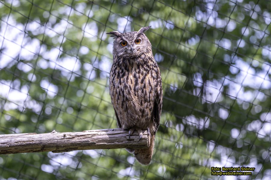 Natur- und Erlebnispark Buchenberg, Mai 2023