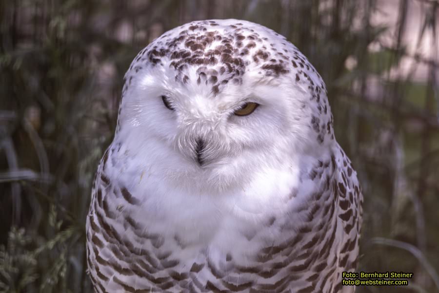 Natur- und Erlebnispark Buchenberg, Mai 2023