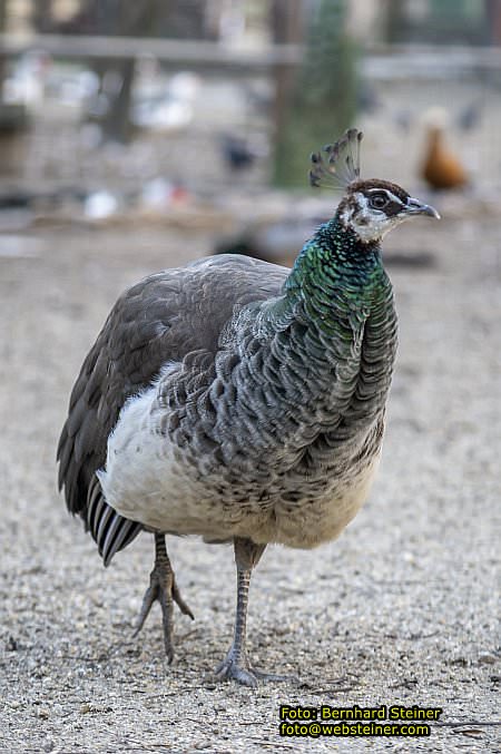 Budapest, M�rz 2026