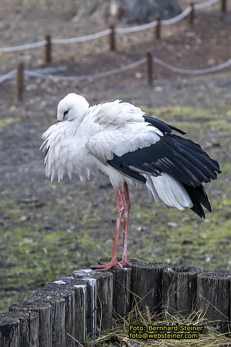 Budapest, M�rz 2026