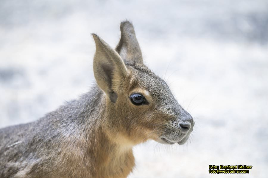 Tierwelt Herberstein in der Steiermark, Juni 2024