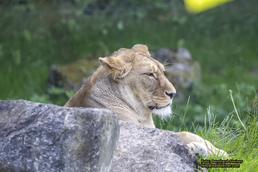 Tierwelt Herberstein in der Steiermark, Juni 2024