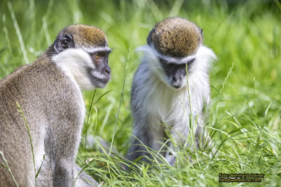 Tierwelt Herberstein in der Steiermark, Juni 2024