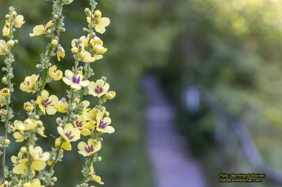 Hermannsh�hle, Kirchberg am Wechsel, August 2023