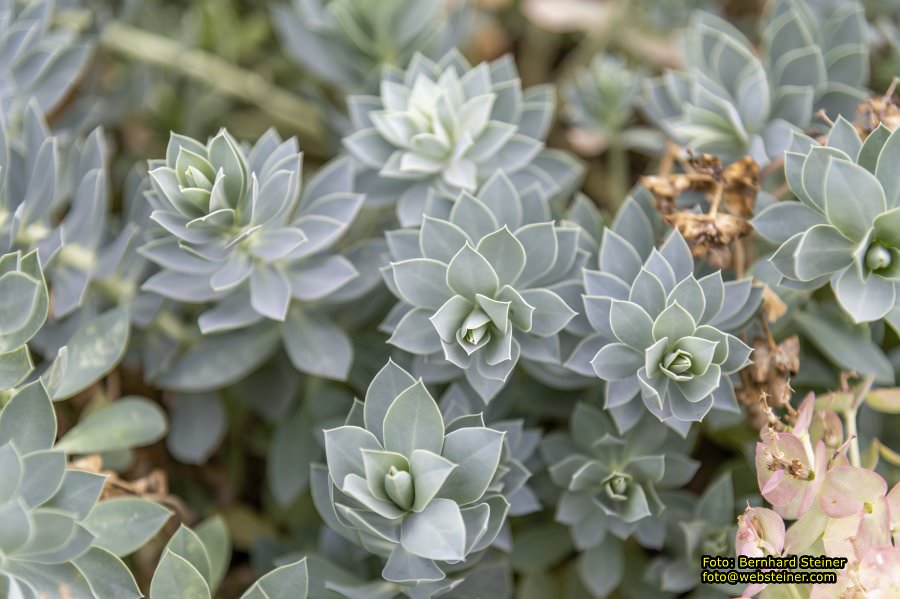 Kittenberger Erlebnisg�rten, Juni 2023