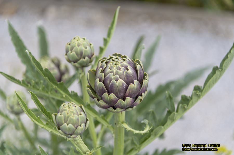 Kittenberger Erlebnisg�rten, Juni 2023