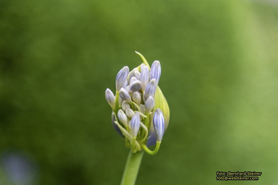 Kittenberger Erlebnisg�rten, Juni 2023