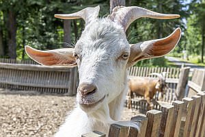 rojekt: Naturpark Geras, Juli 2023