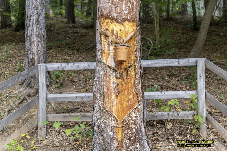 Naturpark Sparbach, September 2023
