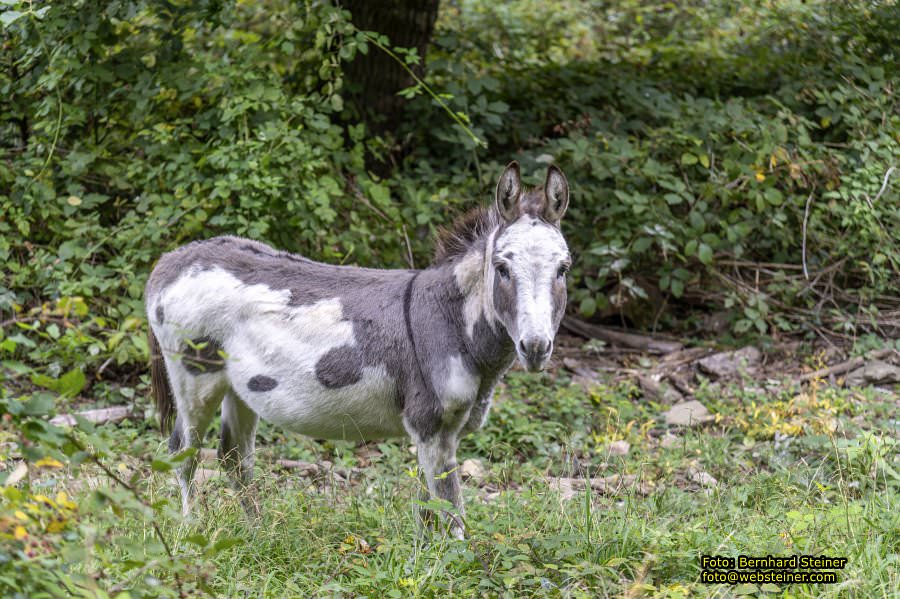 Naturpark Sparbach, September 2023