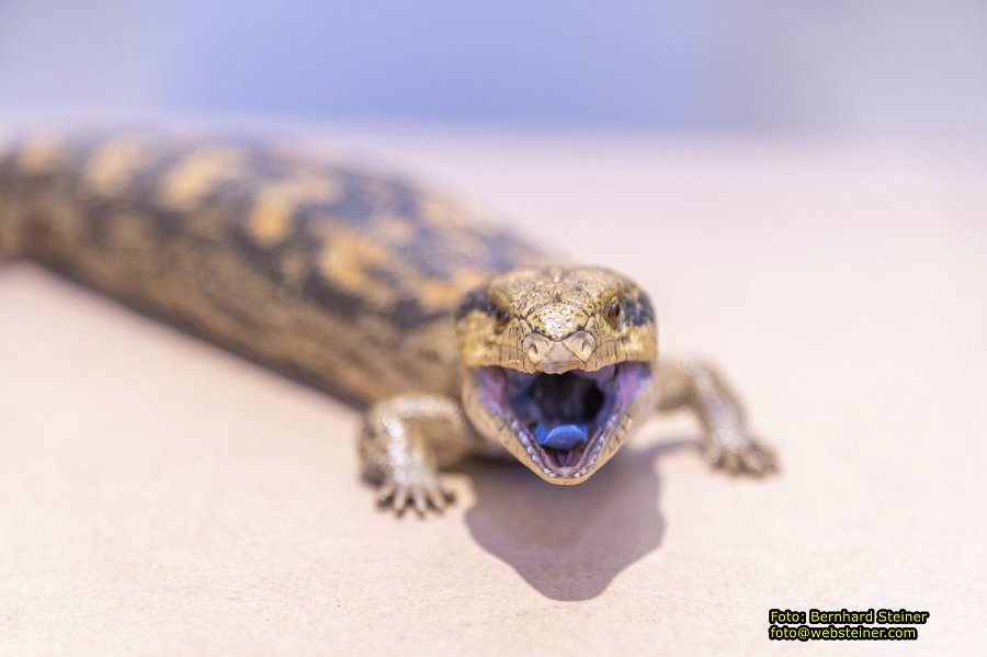 Naturhistorisches Museum Wien - NHM, Jnner 2023