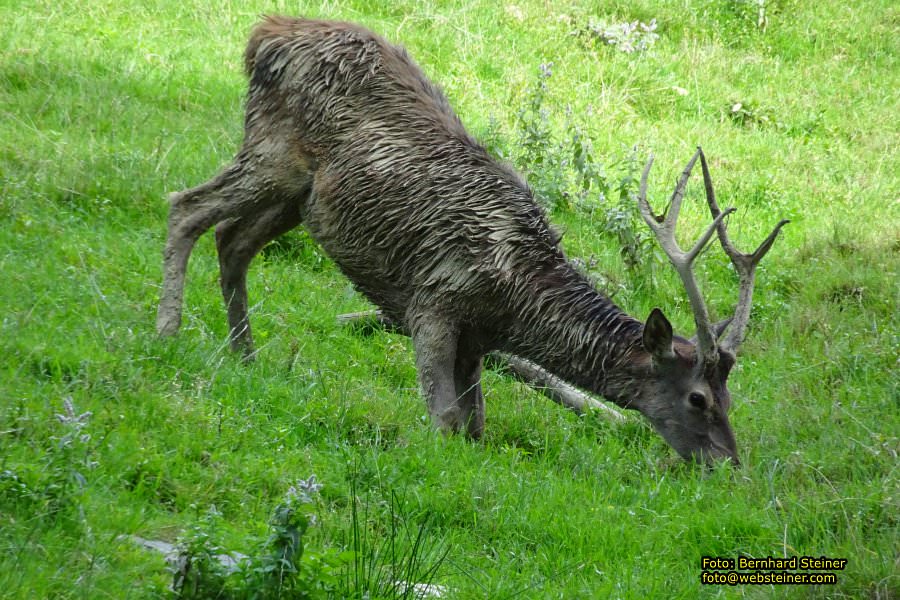 Pf�nder mit der Pf�nderbahn, August 2017