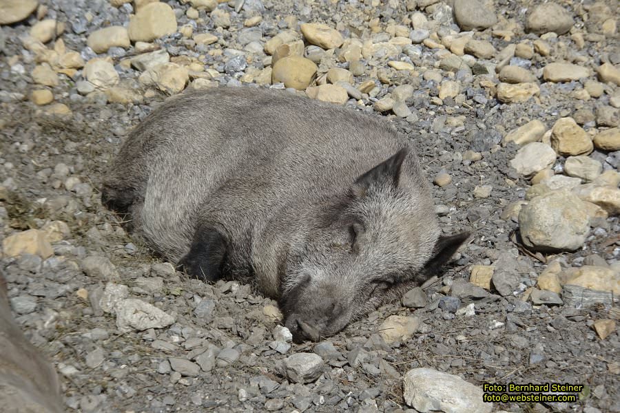 Pf�nder mit der Pf�nderbahn, August 2017