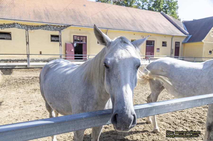 Lipizzanergestt Piber bei Kflach, September 2023