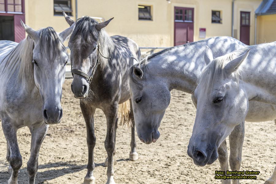 Lipizzanergestt Piber bei Kflach, September 2023