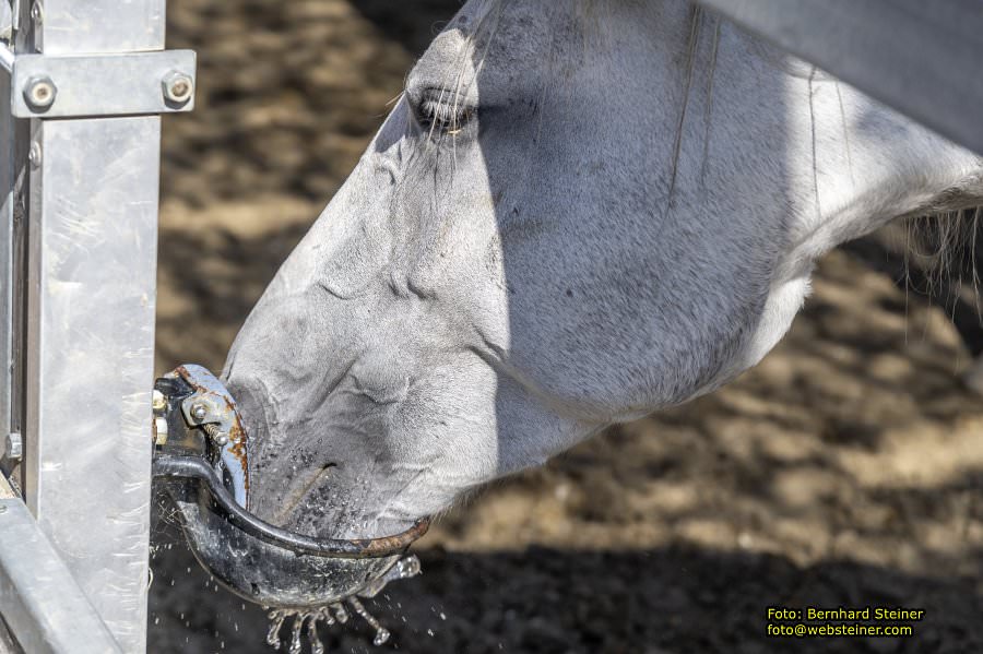 Lipizzanergestt Piber bei Kflach, September 2023