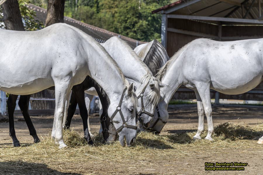 Lipizzanergestt Piber bei Kflach, September 2023