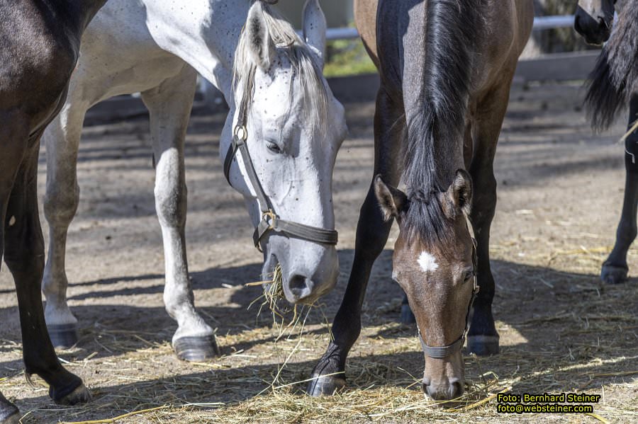 Lipizzanergestt Piber bei Kflach, September 2023