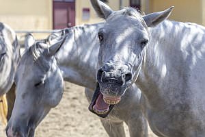 Projekt: Lipizzanergestüt Piber bei Köflach, September 2023