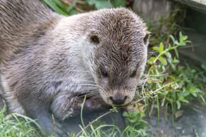 Projekt: Schrems im Waldviertel, Oktober 2023