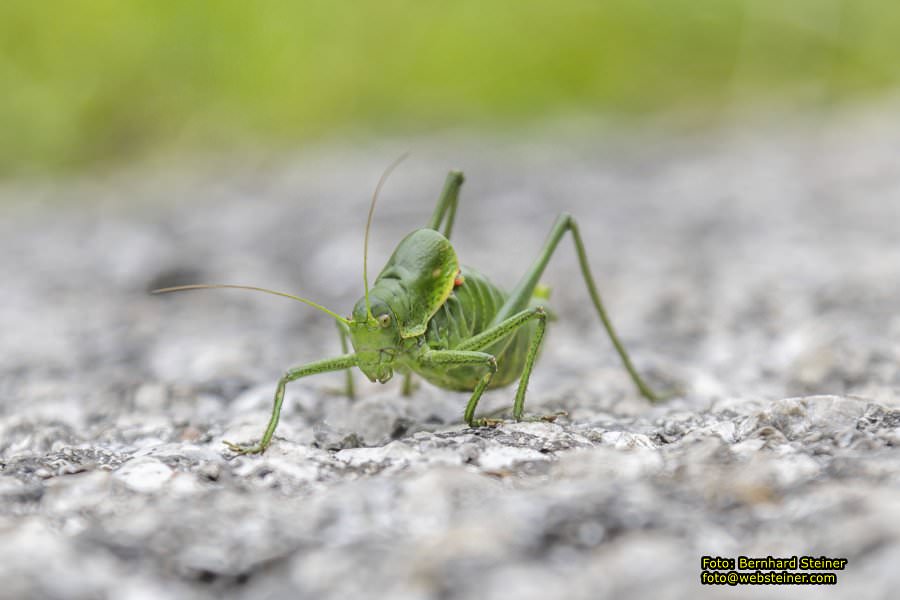 Sessellift Lilienfeld Muckenkogel, Juli 2023