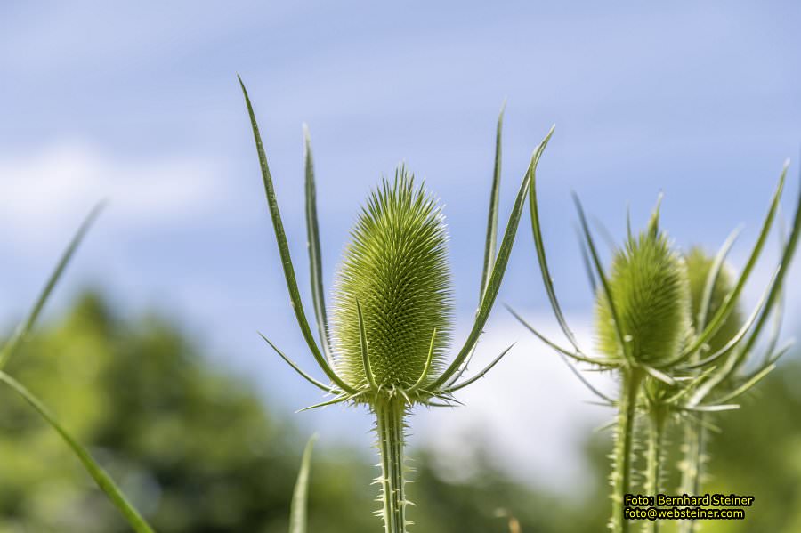Steinschaler Naturg�rten, Juli 2023