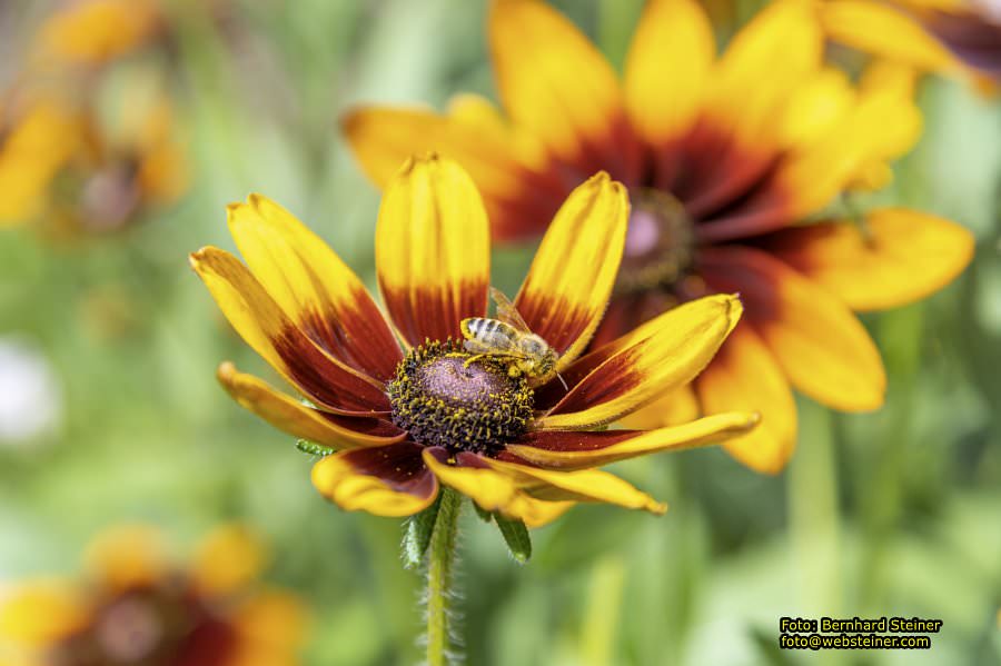 Steinschaler Naturg�rten, Juli 2023