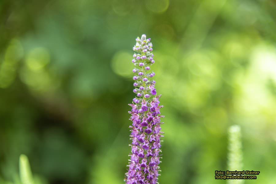 Steinschaler Naturg�rten, Juli 2023