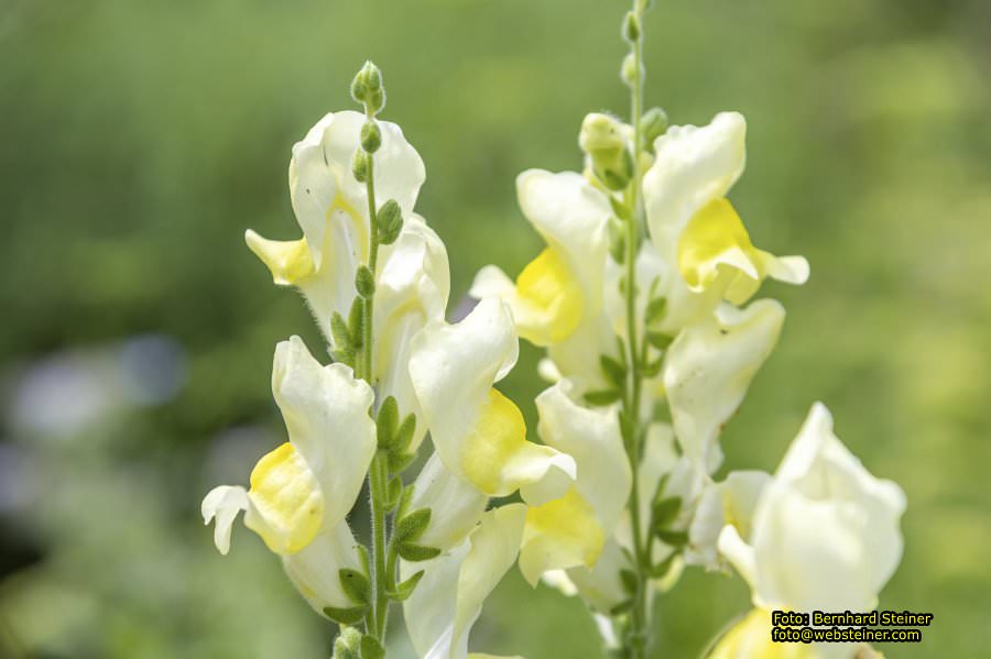 Steinschaler Naturg�rten, Juli 2023