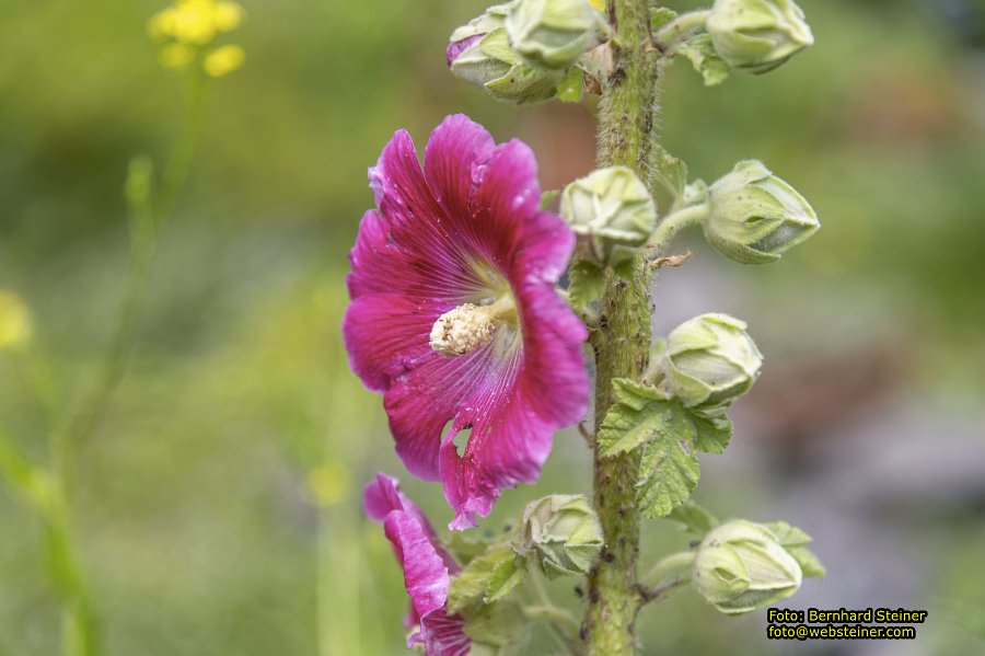 Steinschaler Naturg�rten, Juli 2023