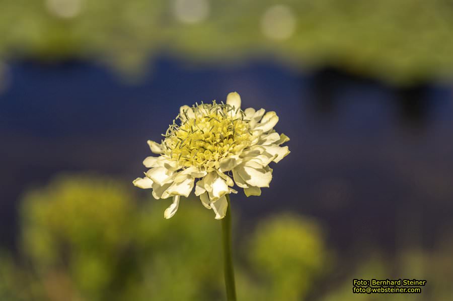 Tulln an der Donau, Juni 2023
