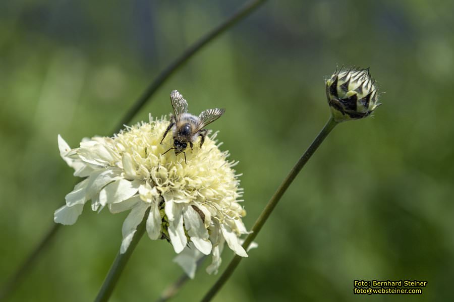 Tulln an der Donau, Juni 2023