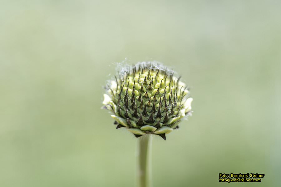 Tulln an der Donau, Juni 2023