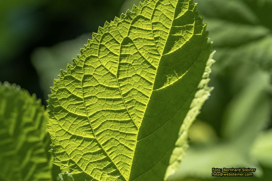 Tulln an der Donau, Juni 2023